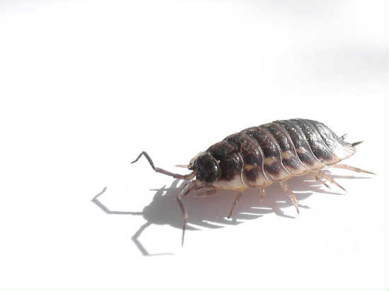 dieren